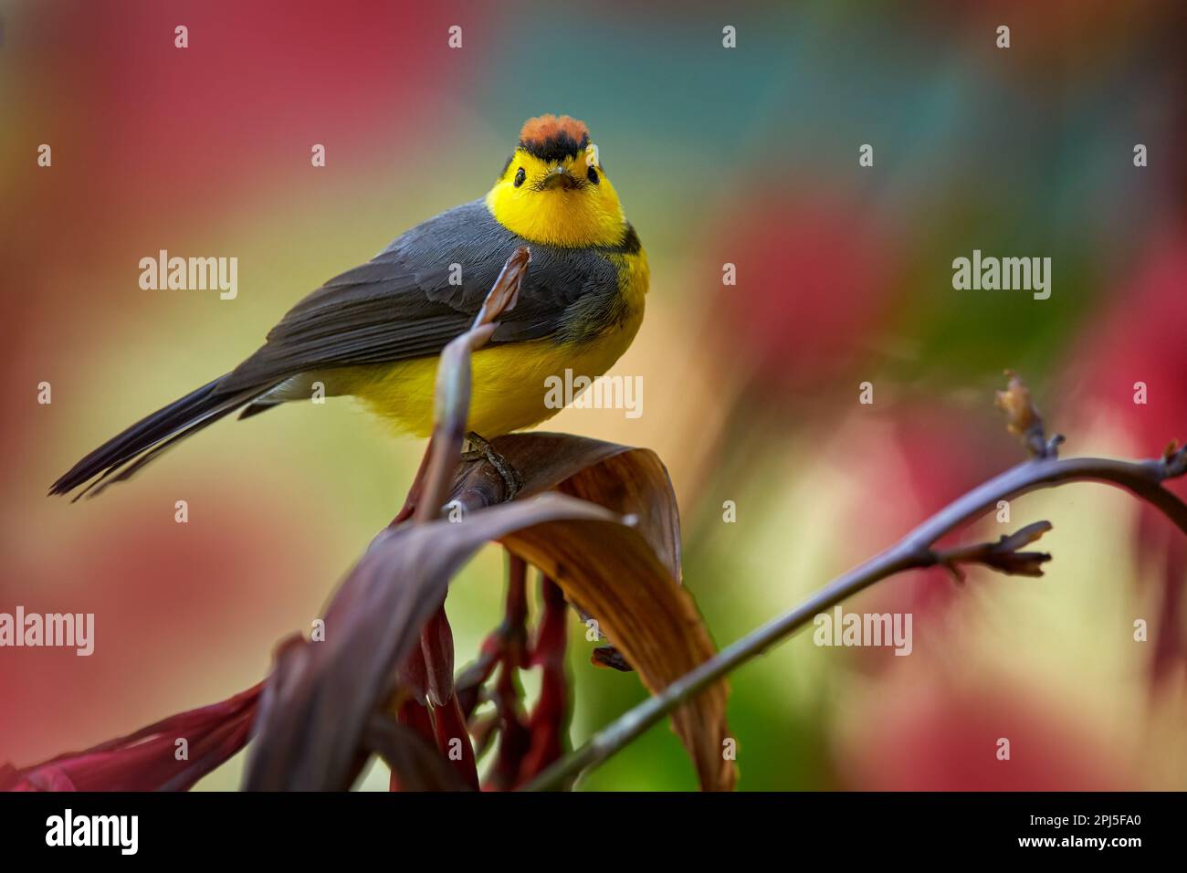 Halsweißer, Myioborus torquatus, gelbgraue rote birs im natürlichen Blütenlebensraum. Eingeflogene RotStart, tropische New World Warbler endemische mou Stockfoto