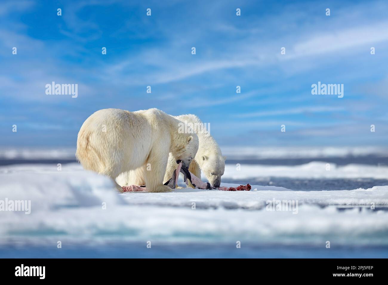 Natur - Eisbär auf treibendem Eis mit Schneefutter auf toten Robben, Skelett und Blut, Wildtiere Spitzbergen, Norwegen. Beras mit Kadaver, Wildtiere Stockfoto