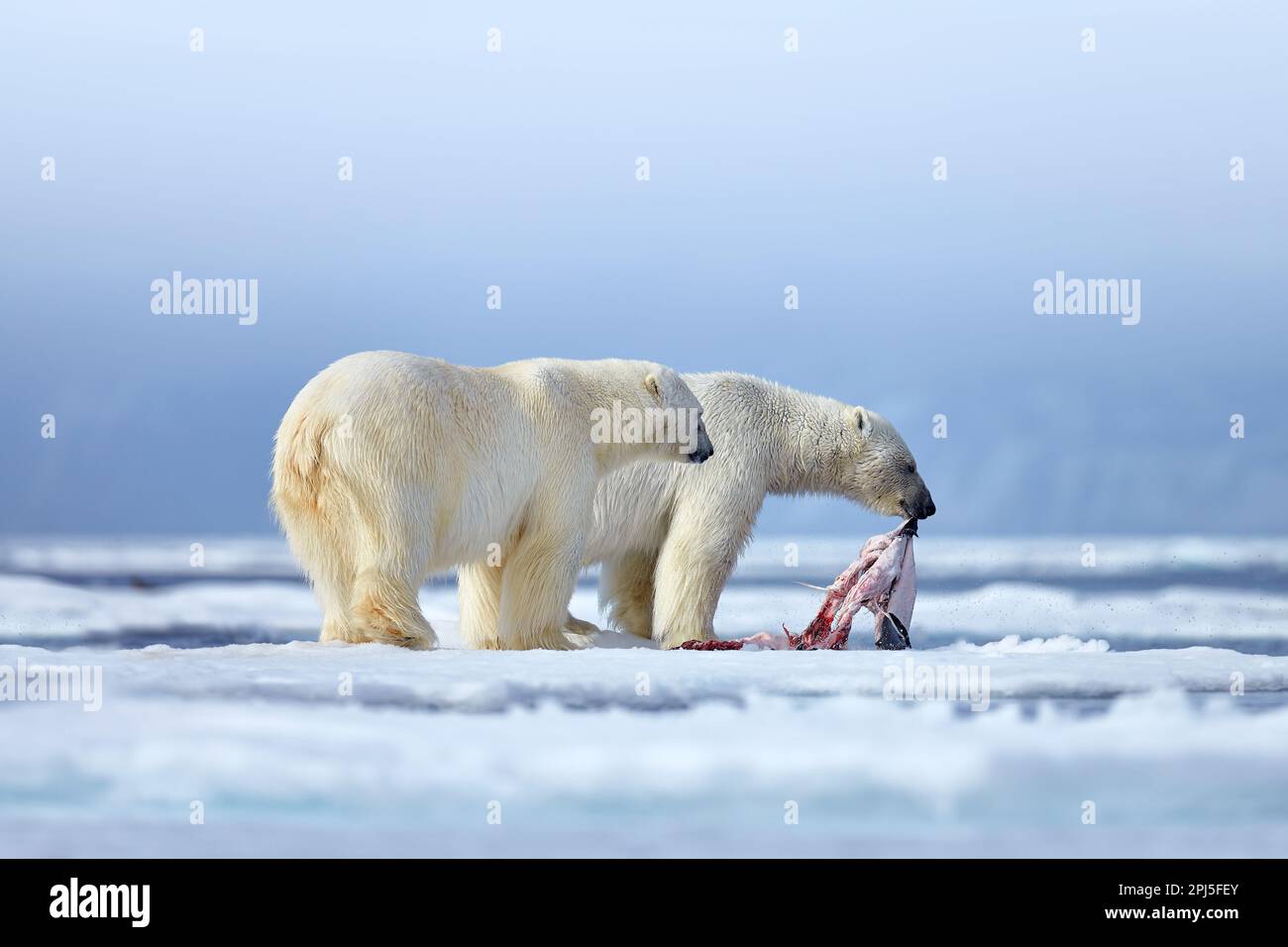 Natur - Eisbär auf treibendem Eis mit Schneefutter auf toten Robben, Skelett und Blut, Wildtiere Spitzbergen, Norwegen. Beras mit Kadaver, Wildtiere Stockfoto