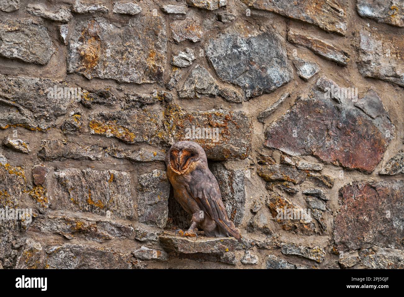 Finde die versteckte Eule. Urbane Tierwelt. Scheuneneule, dunkelste schwarze Form im Lebensraum der Steinmauer. Die Eule sitzt auf dem Stein im Dorf. Wildtierszene f Stockfoto