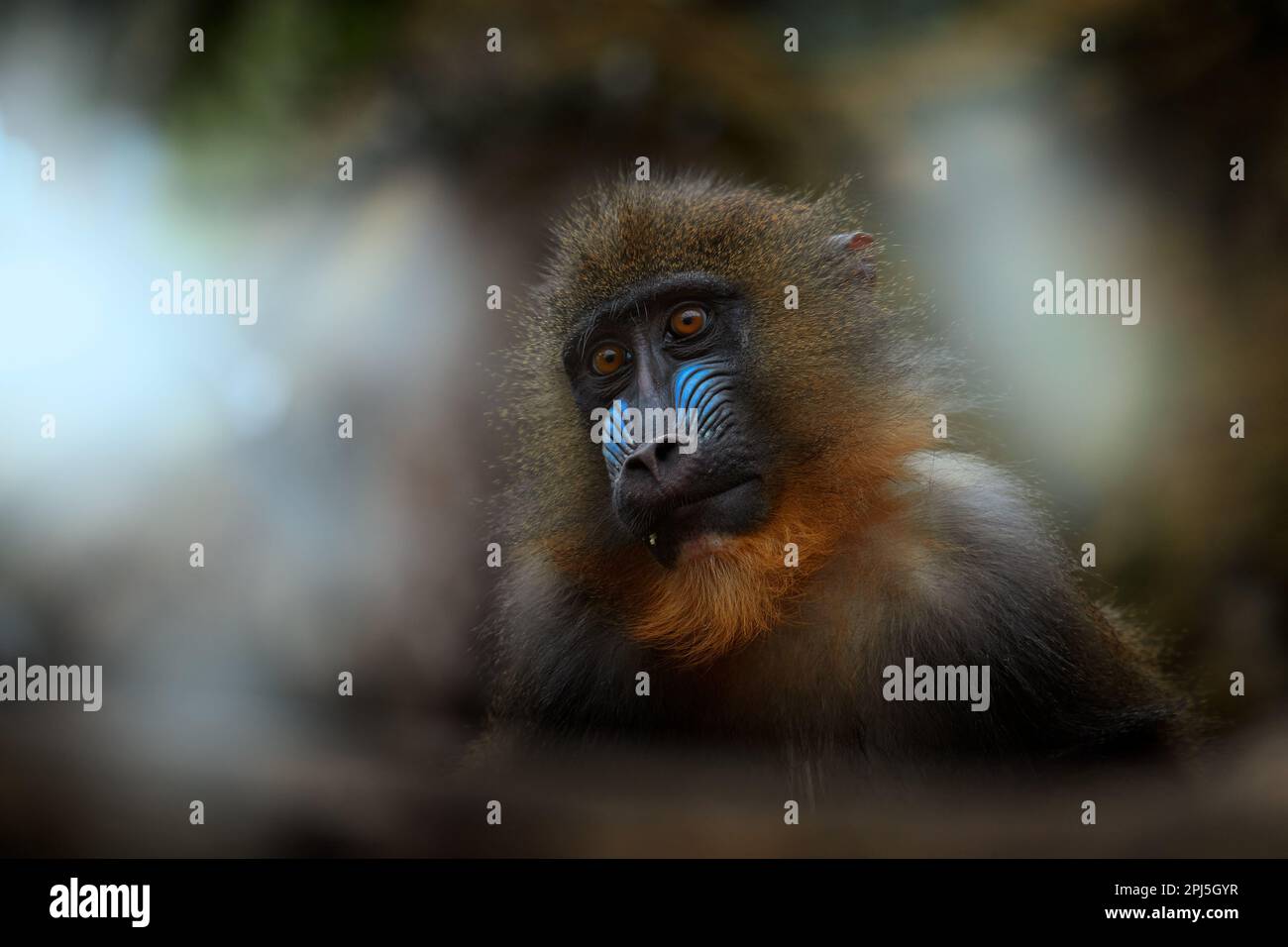 Mandrill, Mandrillus sphinx, sitzend auf einem Baumzweig im dunklen tropischen Wald. Tier in Natur Lebensraum, im Wald. Detail Porträt des Affen aus Zentr Stockfoto