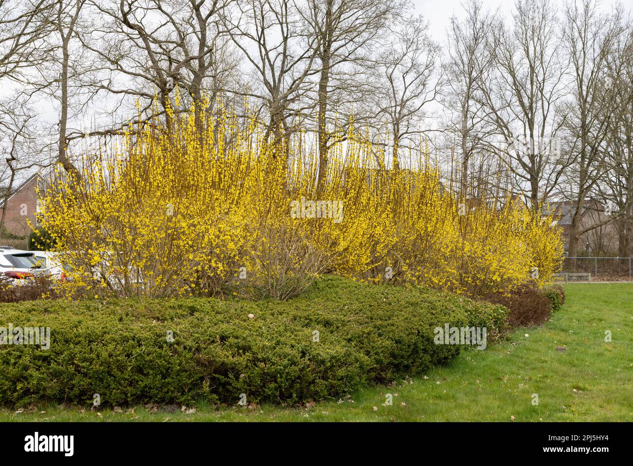Blühender Besen in einem kleinen Park in der Gemeinde Onnen Groningen Niederlande Stockfoto
