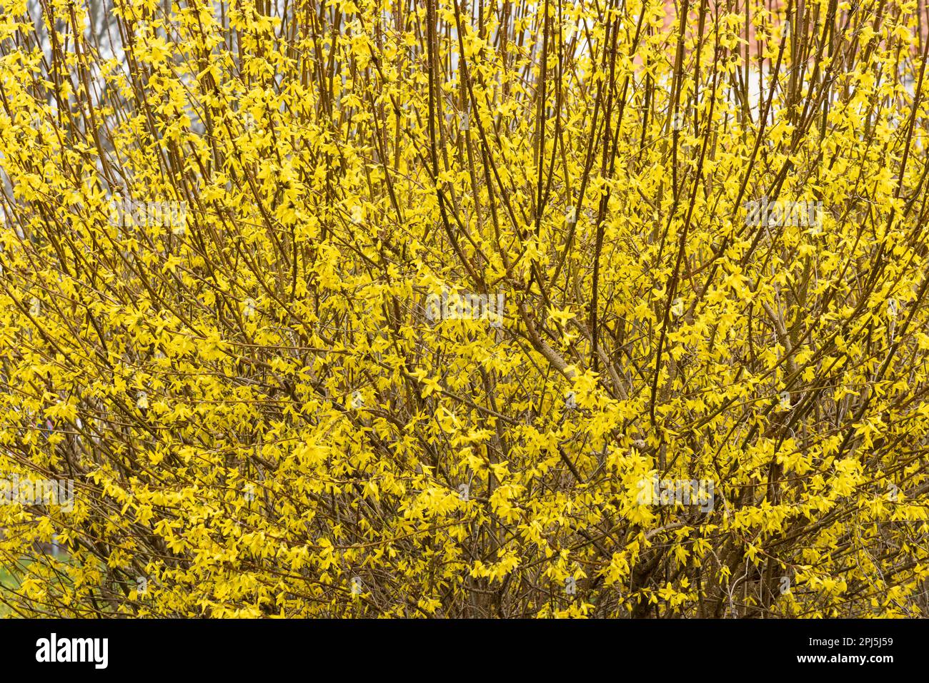 Blühender Besen in einem kleinen Park in der Gemeinde Onnen Groningen Niederlande Stockfoto