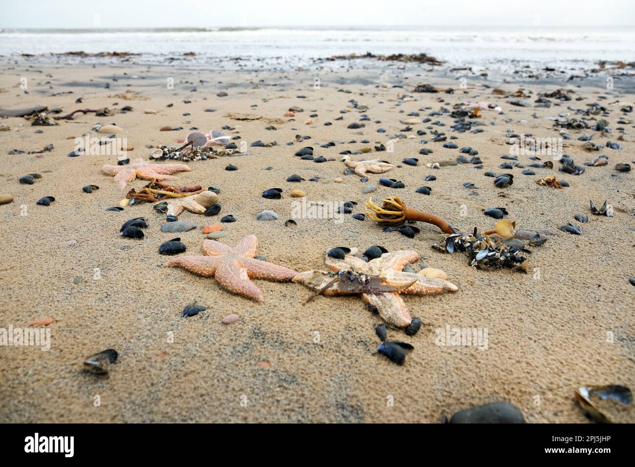 Gemeine Seesterne (Asterias rubens), Muscheln und eine alte Plastiksonnenbrille wurden auf Saltburn-by-the-Sea, North Yorkshire, England, Großbritannien, angespült Stockfoto