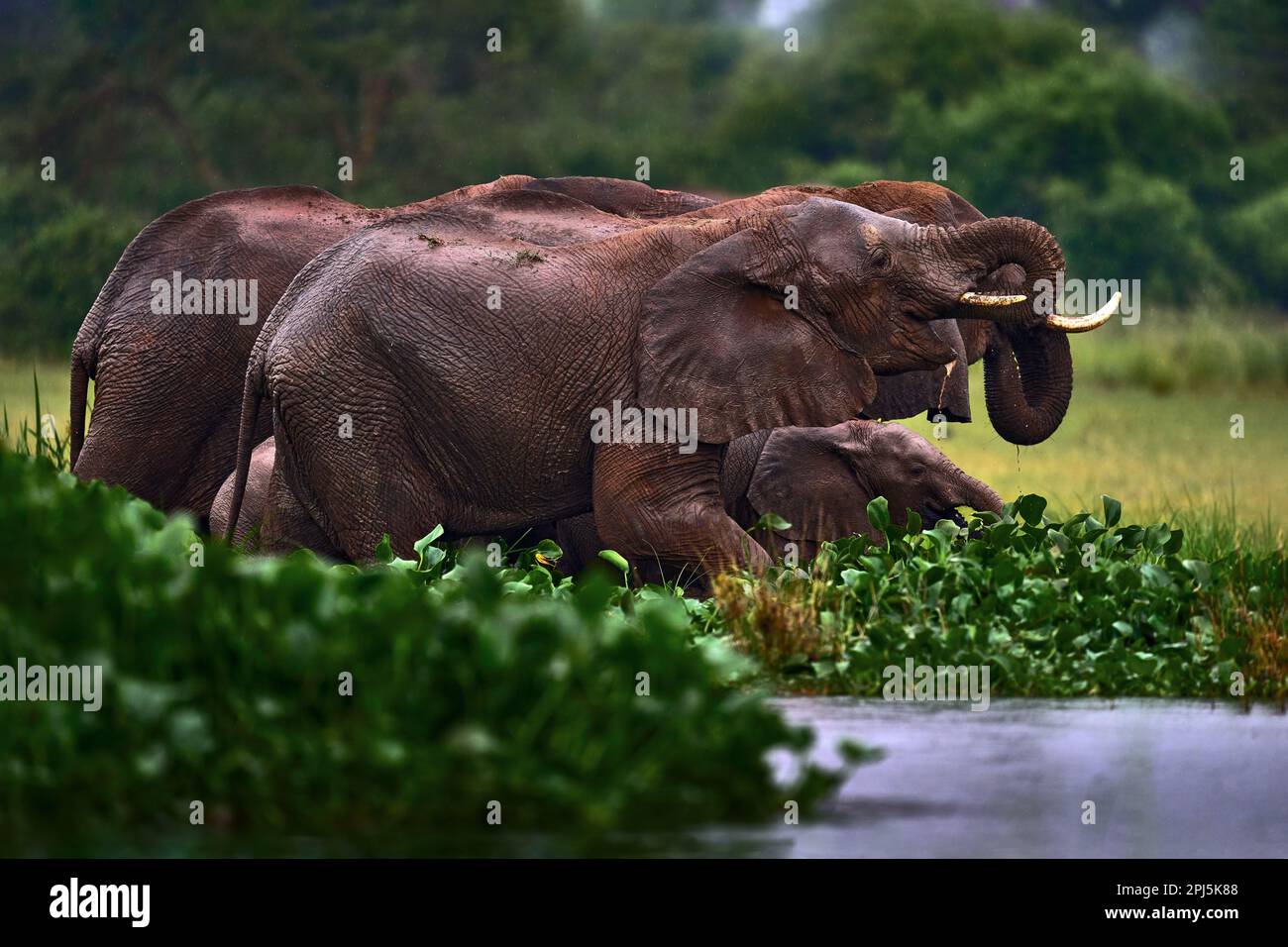 Wildtiere in Uganda, Afrika. Elefant im Regen, Victoria Nile Delta. Elefant in Murchison Falls NP, Uganda. Big Mammal im grünen Gras, Waldvegetati Stockfoto
