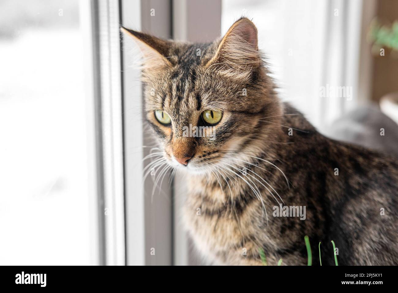 Zwei Katzen schauen durch das Fenster auf die Vögel. Hauskatzen wollen Vögel fangen, angreifen, Glas kratzen. Süßes Kätzchen, das auf dem Fensterbrett sitzt. Katze Stockfoto
