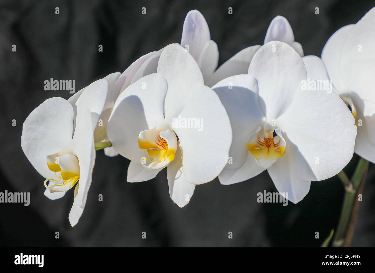 Die strahlend weißen Blumen einer Phalaenopsis, oder Mottenorchidee, Nahaufnahme, England, Großbritannien Stockfoto