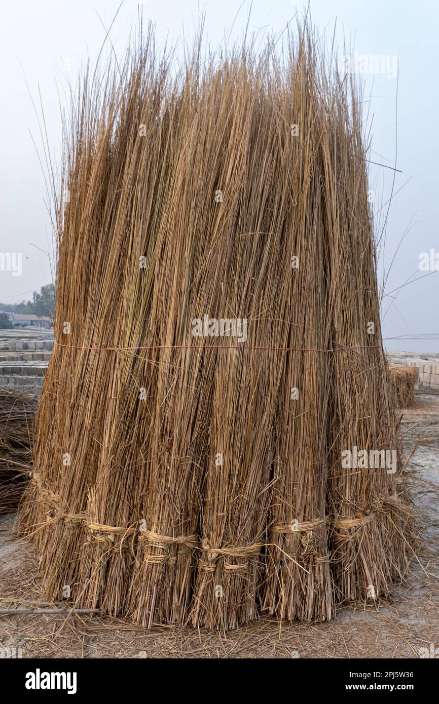 Kans Gras, Saccharum spontaneum, Gaibandha, Bangladesch. Wächst bis zu drei Meter hoch, mit sich ausbreitenden rhizomatösen Wurzeln. Stockfoto