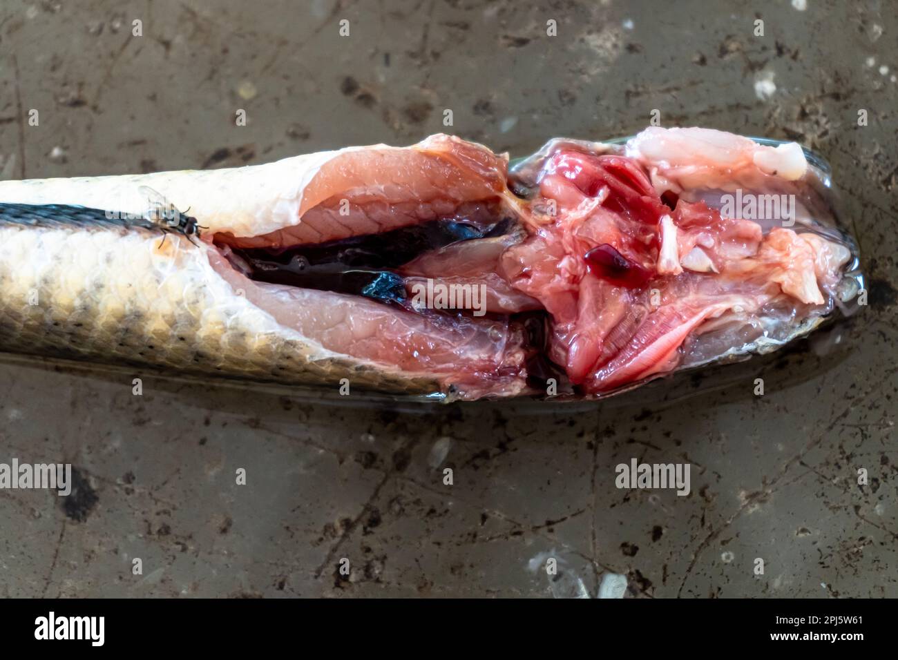 Kreislaufsystem von Channa punctatus (Lata Fish) | Zoologie, Zoologie praktisch Stockfoto