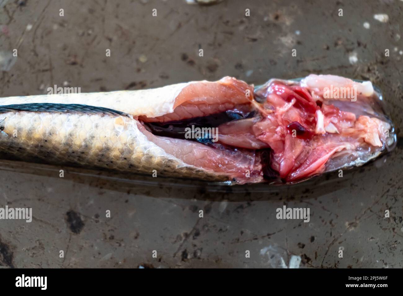 Die Dissektion der Hirnnerven. Kreislaufsystem von Channa punctatus (Lata Fish) | Zoologie, Zoologie praktisch Stockfoto