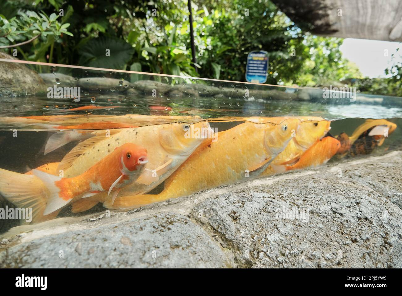 Koi karpfen im aquarium Fotos und Bildmaterial in hoher Auflösung Alamy