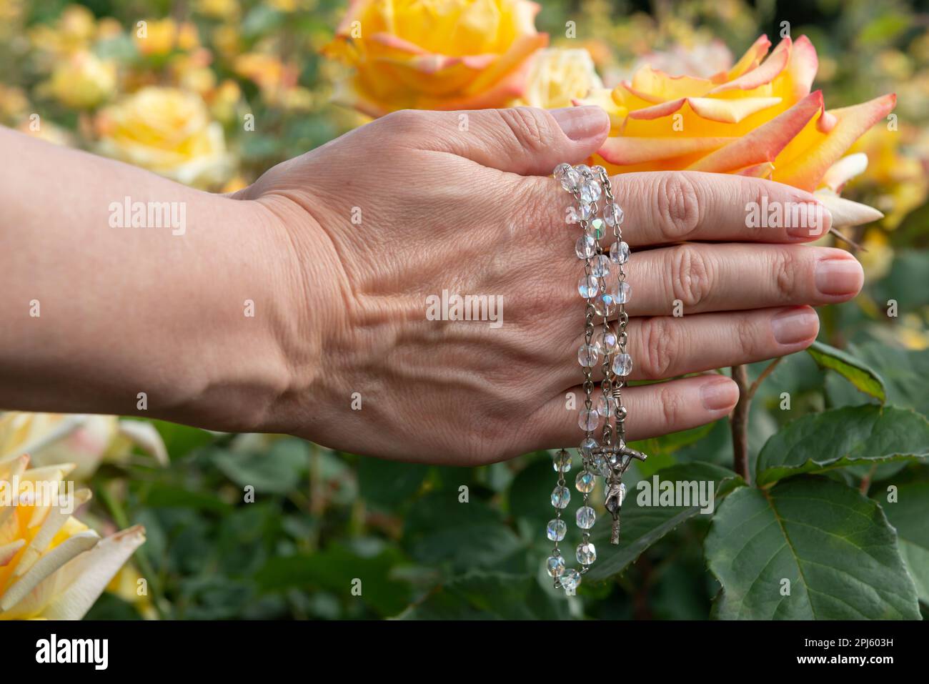 Nahaufnahme der Hände einer Frau mit einem Rosenkranz mit Glasperlen auf einem Hintergrund gelber Rosen, selektiver Fokus. Stockfoto
