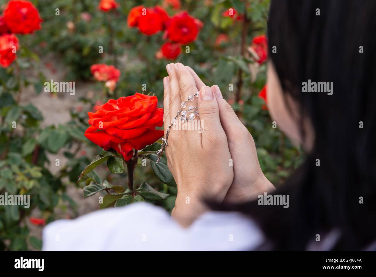 Über der Schulter sehen Sie eine betende Frau mit gefalteten Handflächen und einem Rosenkranz auf rotem Rosenhintergrund, selektiver Fokus. Stockfoto