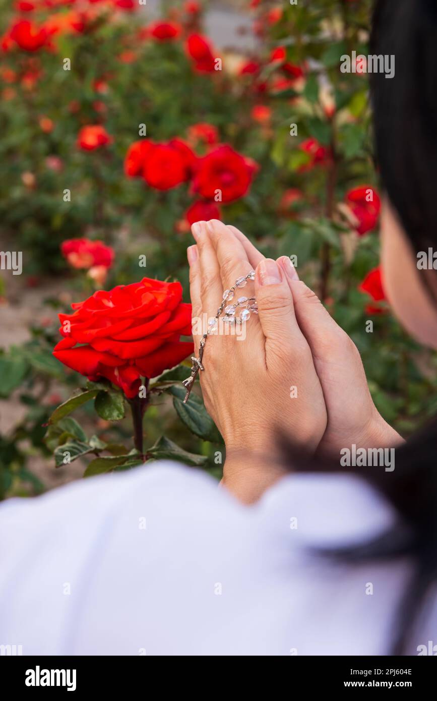 Über die Schulter sehen Sie eine betende Frau mit einem Rosenkranz in den Händen auf einem Hintergrund mit roten Rosen, selektiver Fokus. Stockfoto