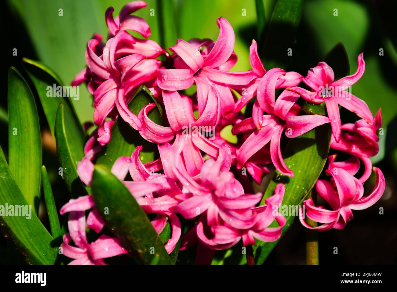 Rosafarbene Hyacinthus orientalis-Blütenmakro. Verschwommener, weicher, üppiger grüner Hintergrund. Frühlingsgartenblume. Selektiver Fokus. Schönheit in der Natur. Blütenblätter Stockfoto