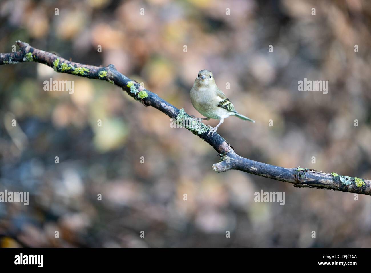 Weiblicher Gemeiner Chaffinch (Fringilla Coelebs) auf einem Zweig – Yorkshire, Großbritannien (November 2022) Stockfoto