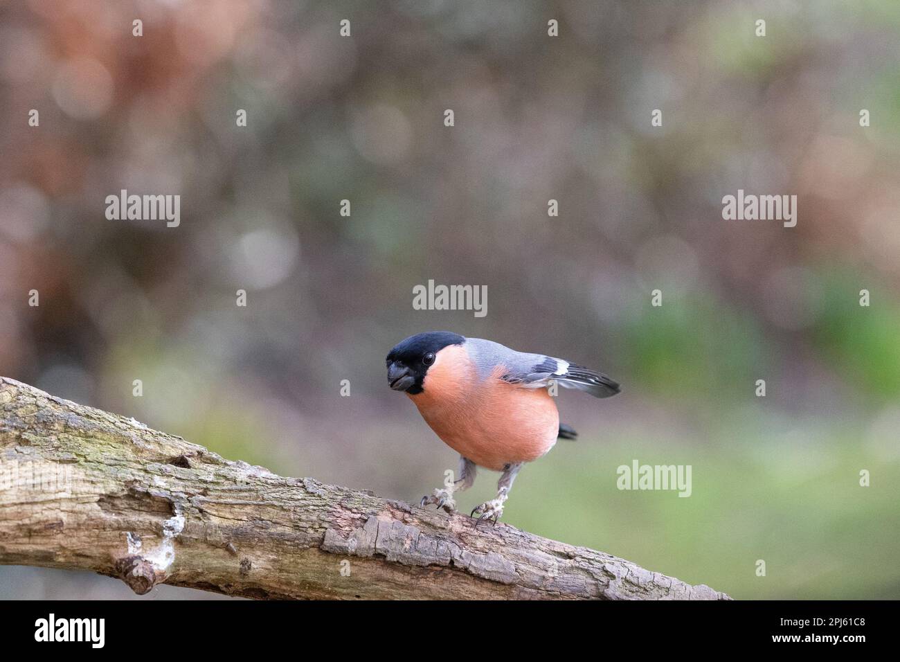 Männlicher Eurasian Bullfinch (Pyrrhula pyrrhula) mit schuppigen Beinen, die auf Holz landen – Yorkshire, Großbritannien (Februar 2023) Stockfoto