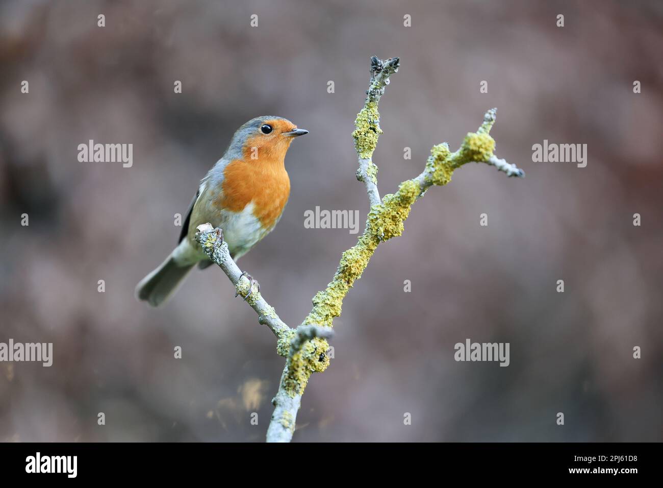 Europäischer Robin (Erithacus rubecula) im Winter, hoch oben auf einer Filiale - Yorkshire, Vereinigtes Königreich (Januar 2023) Stockfoto
