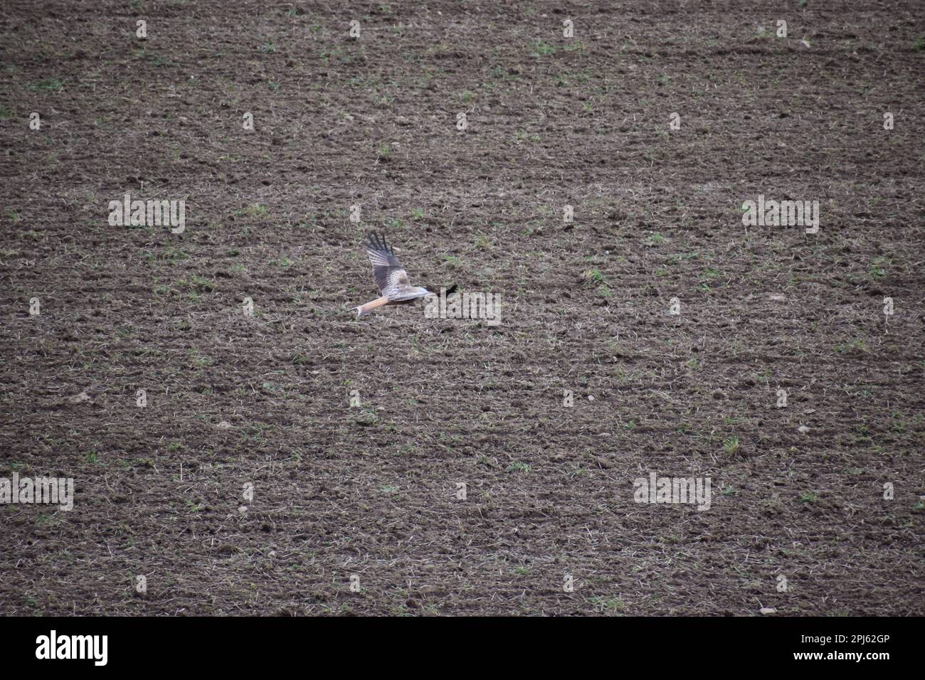 falken jagen auf den Feldern Stockfoto