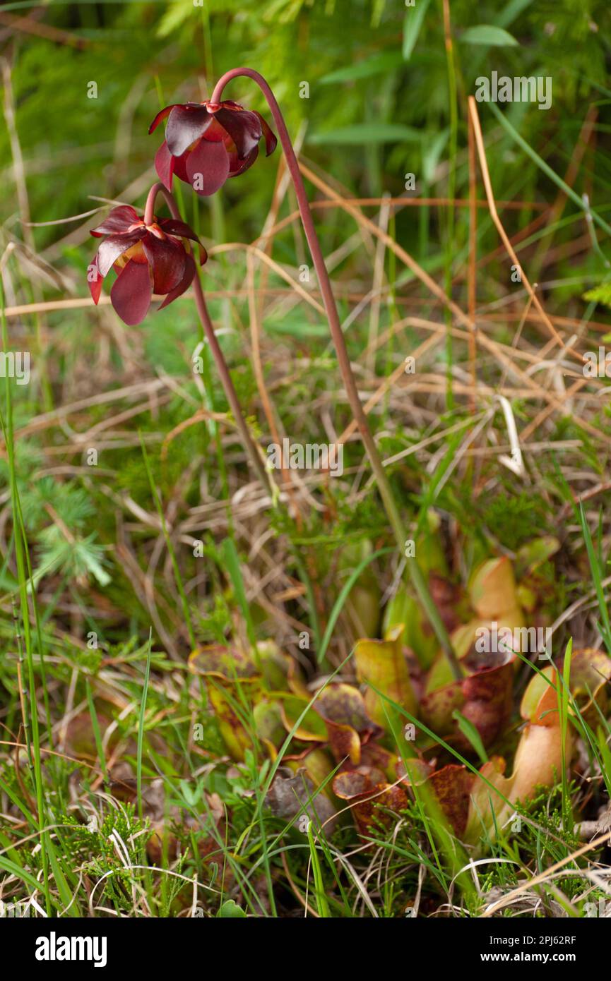 Im Sing Sands Fen, Bruce Peninsula National Park, blühen Kannenpflanzen. Stockfoto