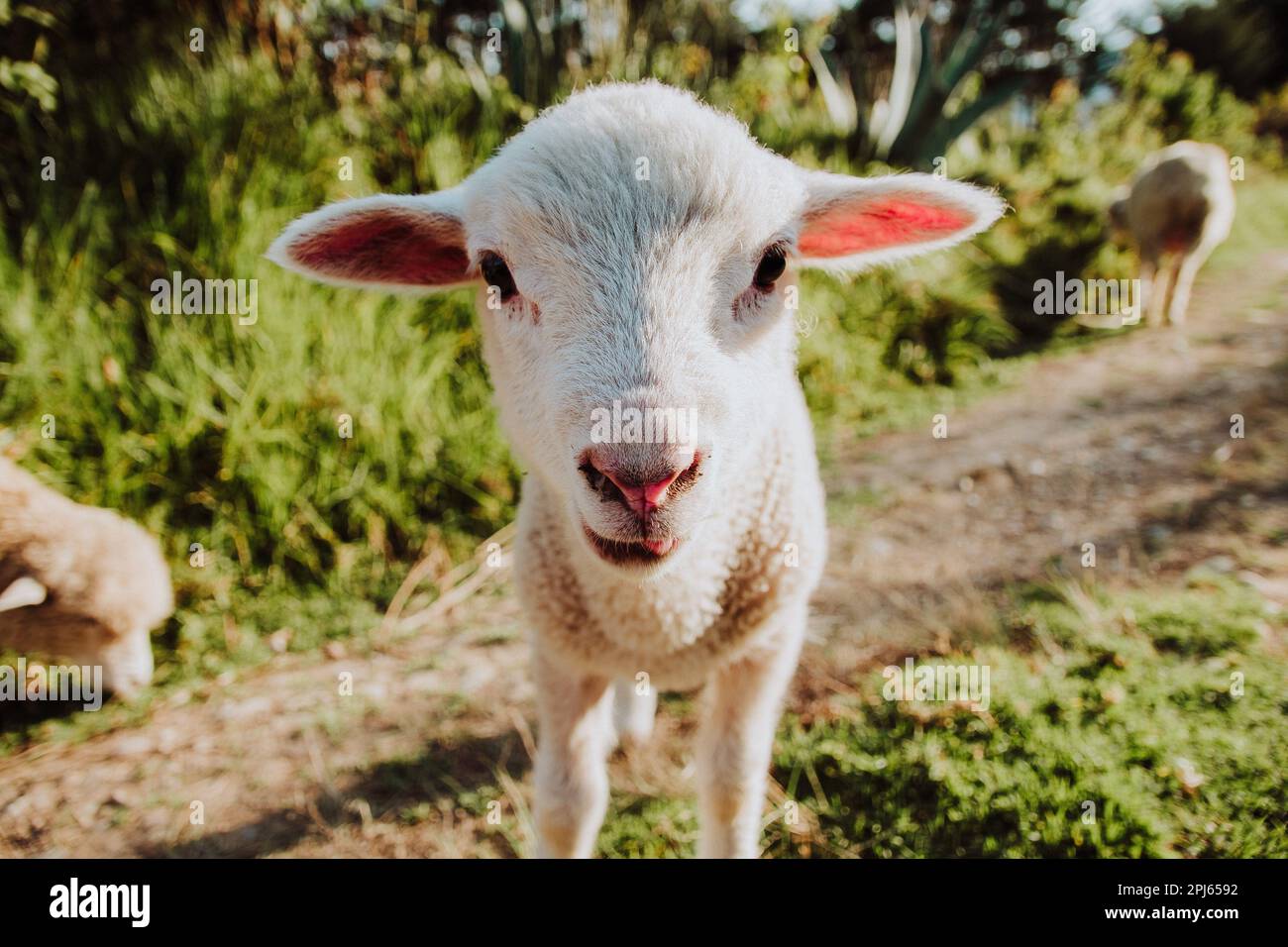 SÜSSES BABY-SCHAF Stockfoto