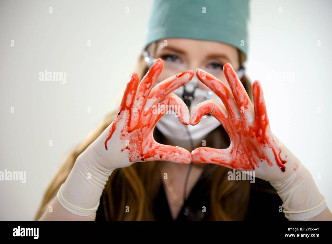 Operation und medizinisches Thema Bloody Hand Surgeon hält ein menschliches Herz in blutigen weißen Handschuhen isoliert auf weißem Hintergrund im Studio. Hochwertiges Foto Stockfoto