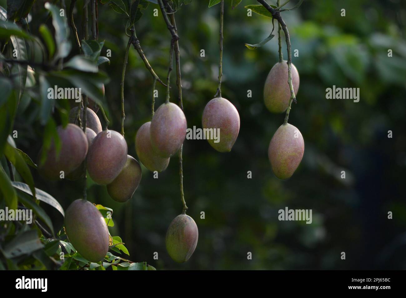 Obst der Saison in Bangladesch Stockfoto