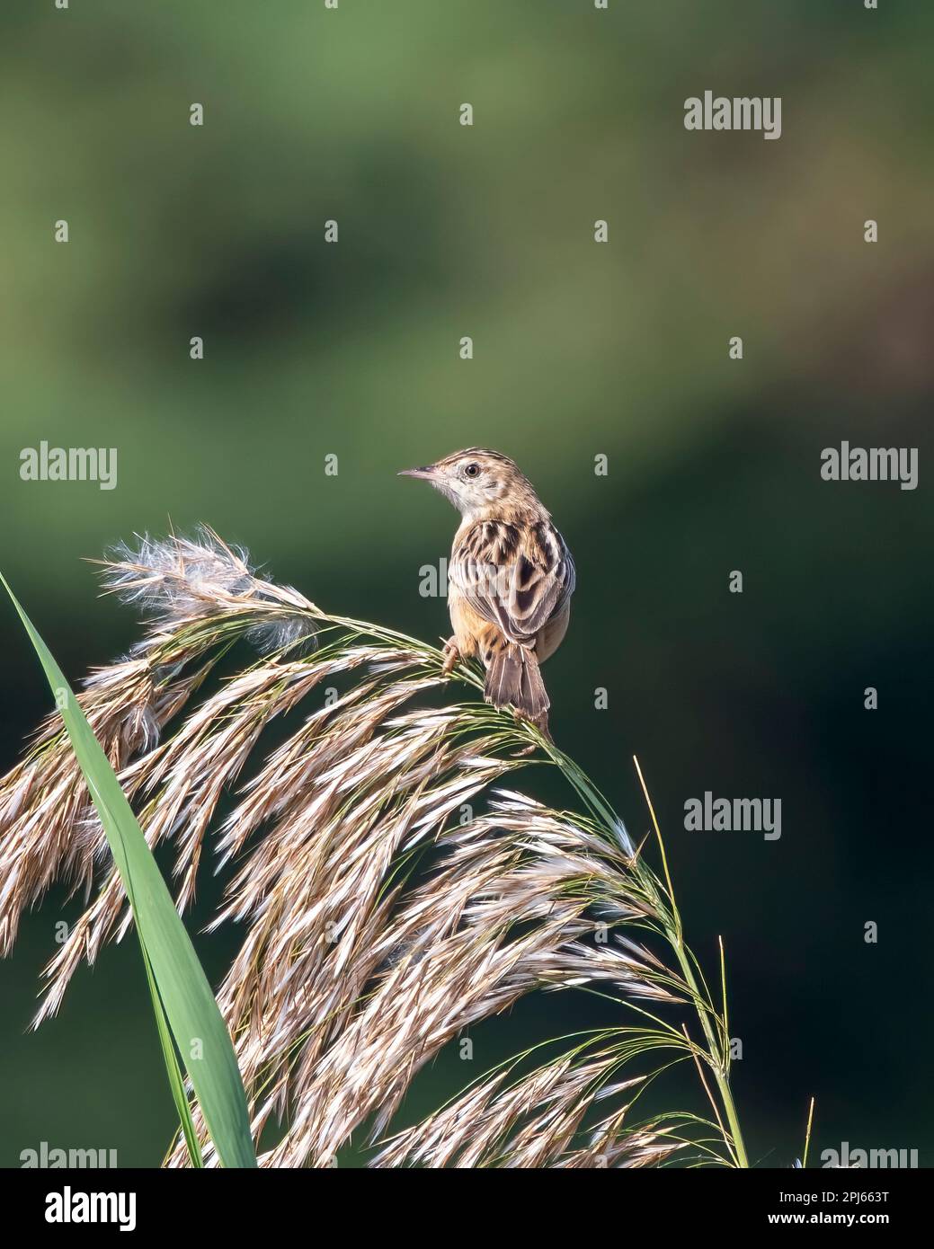 Zitting Cisticola oder streifenförmige Fantail-Warbler (Cisticola juncidis) im Großen Rann von Kutch in Gujarat, Indien Stockfoto