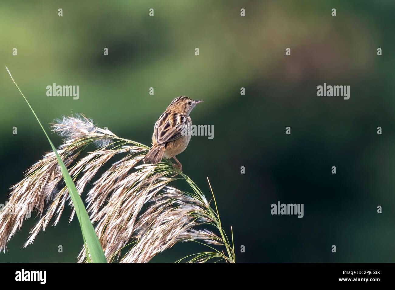 Zitting Cisticola oder streifenförmige Fantail-Warbler (Cisticola juncidis) im Großen Rann von Kutch in Gujarat, Indien Stockfoto