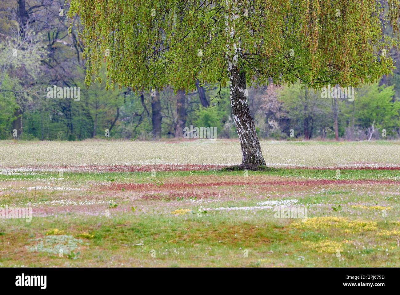 Hainberg, ein Naturschutzgebiet im Frühjahr in Nürnberg Stockfoto