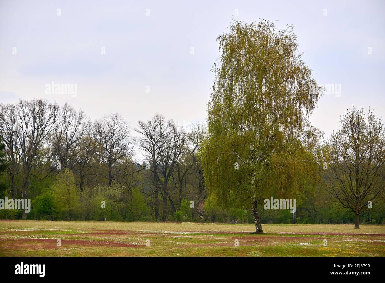 Hainberg, ein Naturschutzgebiet im Frühjahr in Nürnberg Stockfoto