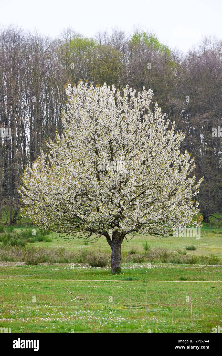 Hainberg, ein Naturschutzgebiet im Frühjahr in Nürnberg Stockfoto