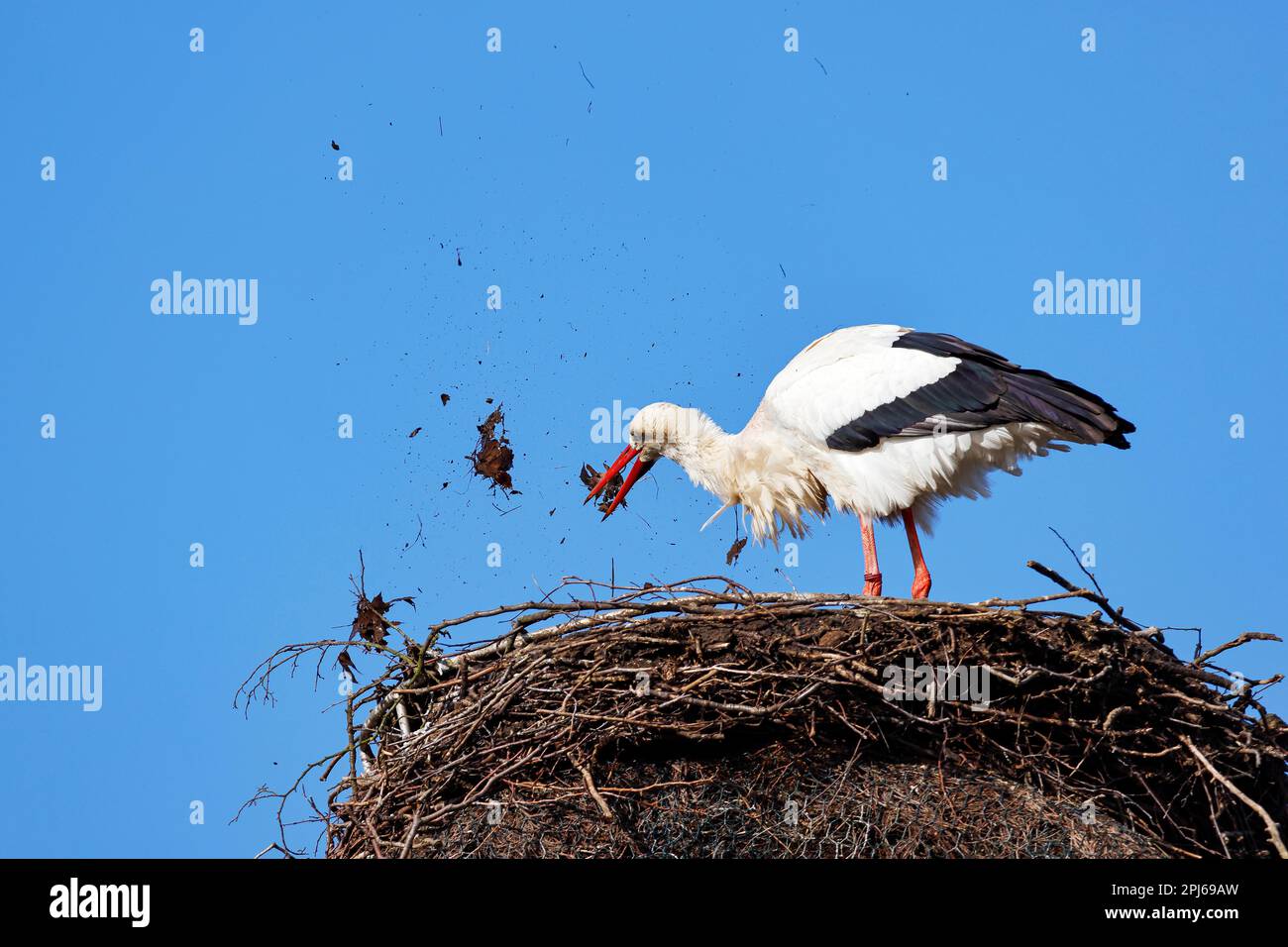 Weißstorch (Ciconia ciconia) säubert das Nest von altem Laub des Vorjahres, Frühjahrsputz, Schleswig-Holstein, Deutschland Stockfoto