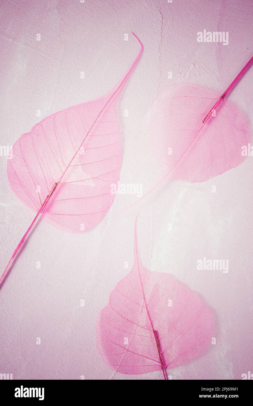 Transparentes Skelett-Blatt mit schöner Textur auf rosa Hintergrund Stockfoto
