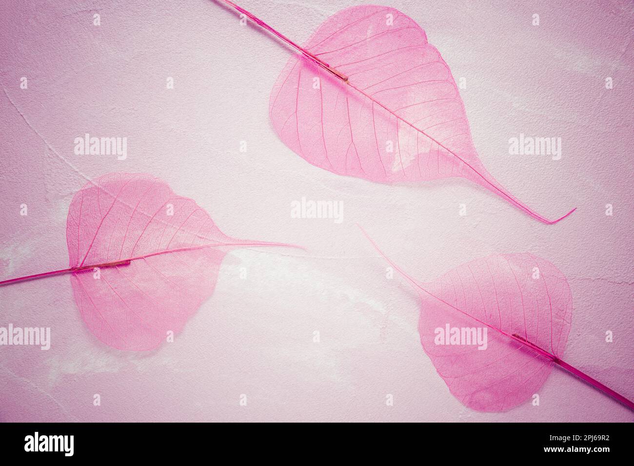 Transparentes Skelett-Blatt mit schöner Textur auf rosa Hintergrund Stockfoto