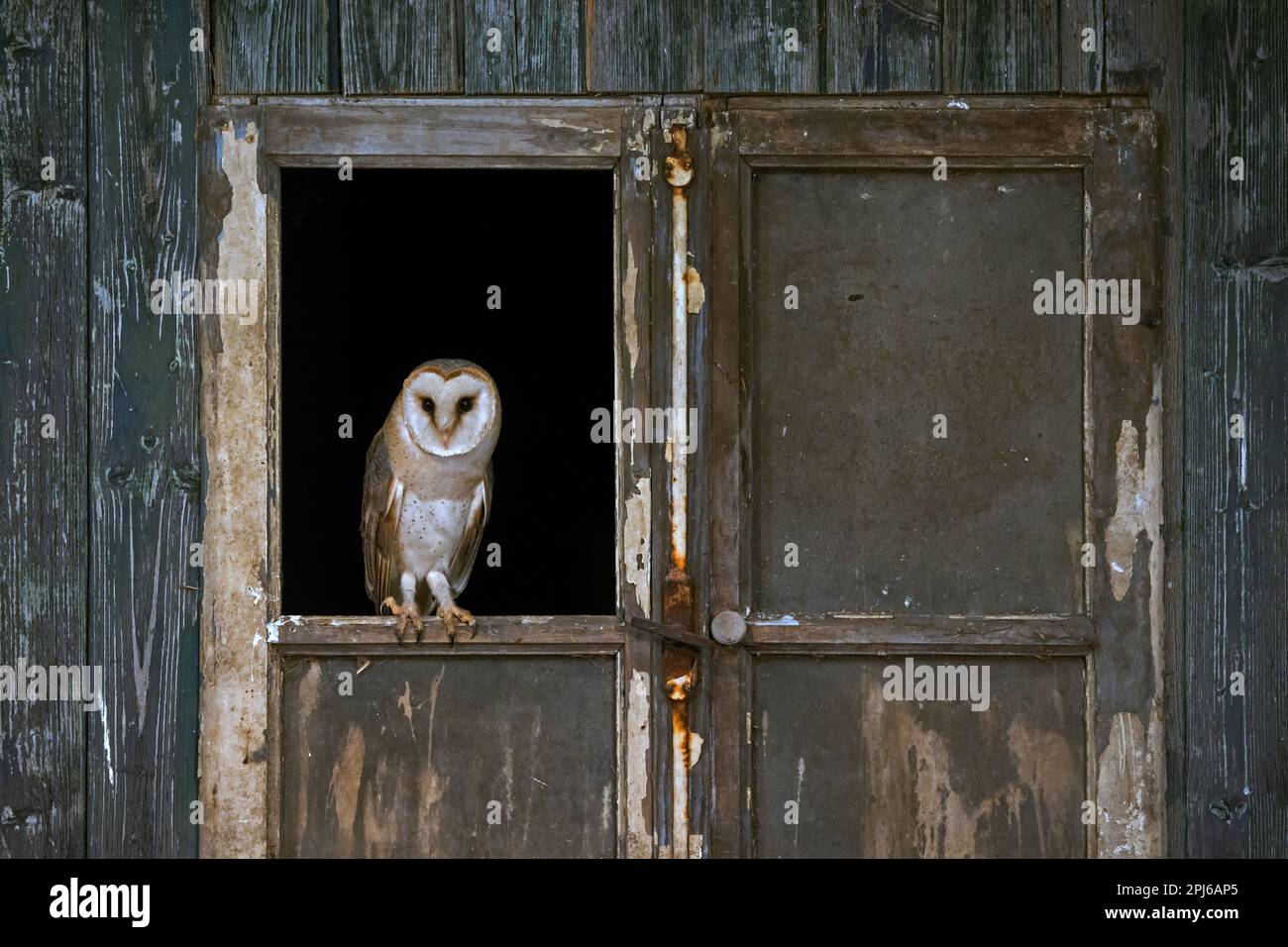 Gewöhnliche Scheuneneule (Tyto alba), die im Frühling in einem offenen Fenster in einer Holzschuppen-Tür auf einer verfallenen Farm steht Stockfoto