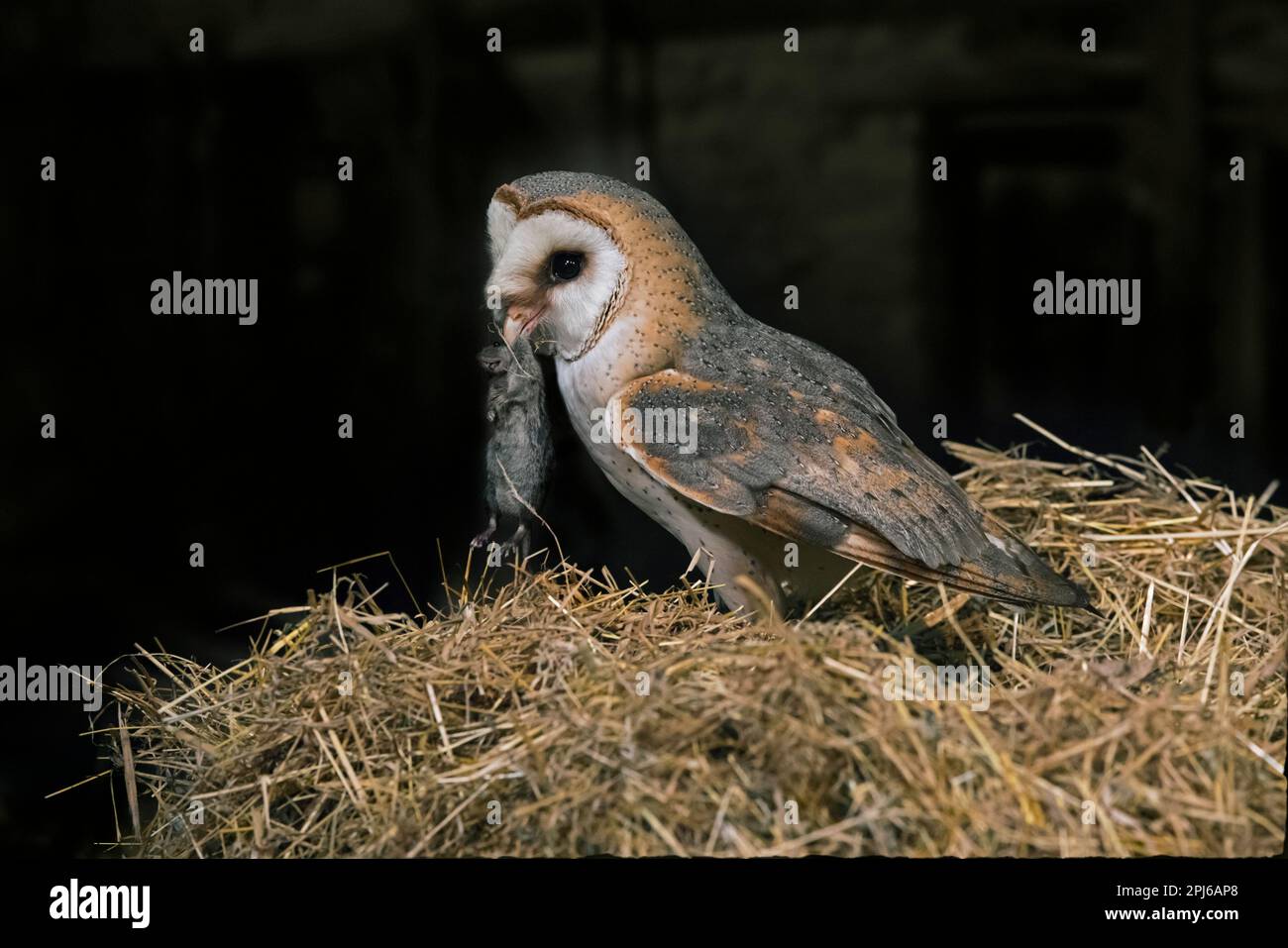 Gewöhnliche Scheuneneule (Tyto alba), die im Frühling in der Nacht im Heu in einem Holzschuppen auf dem Bauernhof gefangene Mäusebeute in Schnabel zum Nest bringt Stockfoto