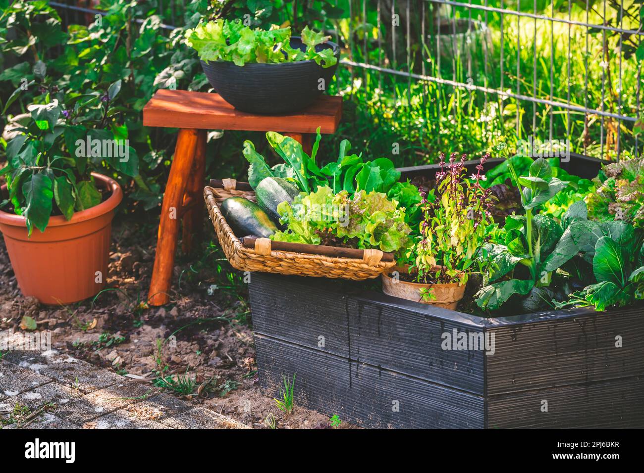 Urban Gardening - Ernte Gemüse aus Hochbett und Topfpflanzen Stockfoto