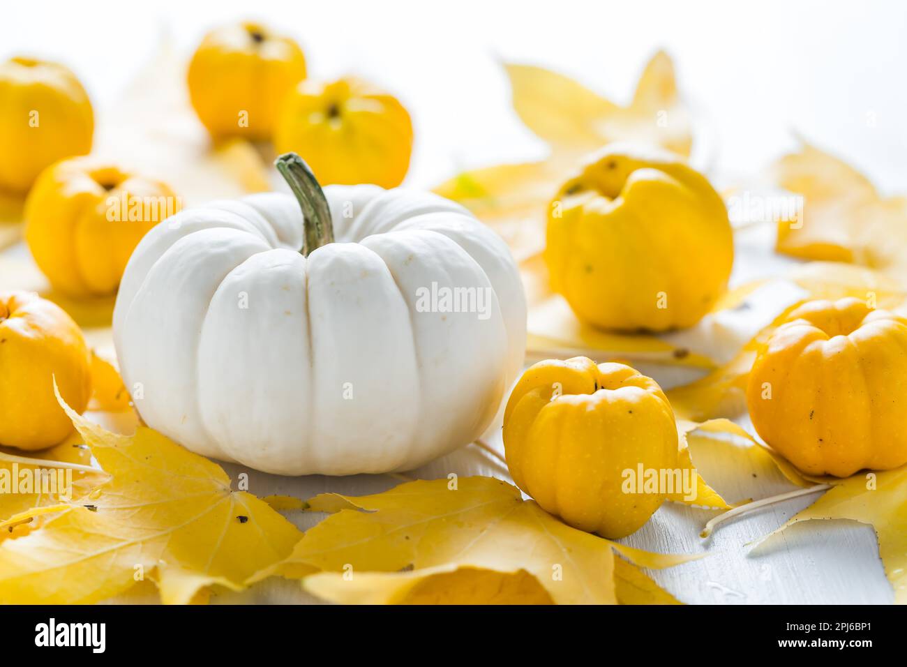 Weißer Kürbis und Herbstfrüchte Dekoration für Thanksgiving auf weißem Hintergrund Stockfoto