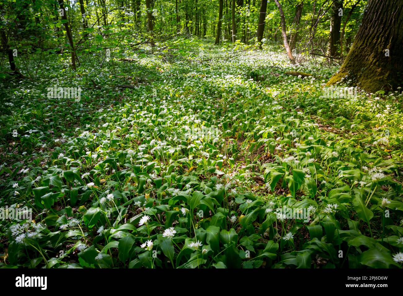 Grüner Wald im Frühjahr, Boden ist mit Bärlauch bedeckt (Ramson) Stockfoto