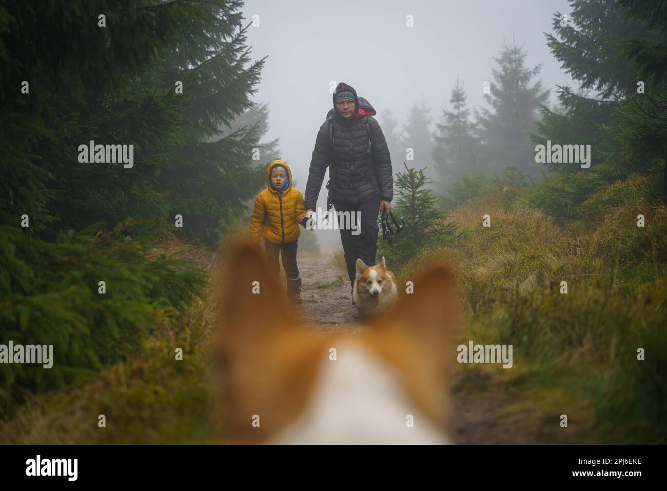 Blick auf die Mutter mit ihrem Sohn und Hund, die auf einem nassen Bergpfad aus der Perspektive des Hundekopfes spazieren. Blick zwischen den Ohren des Hundes. Polnisch Stockfoto