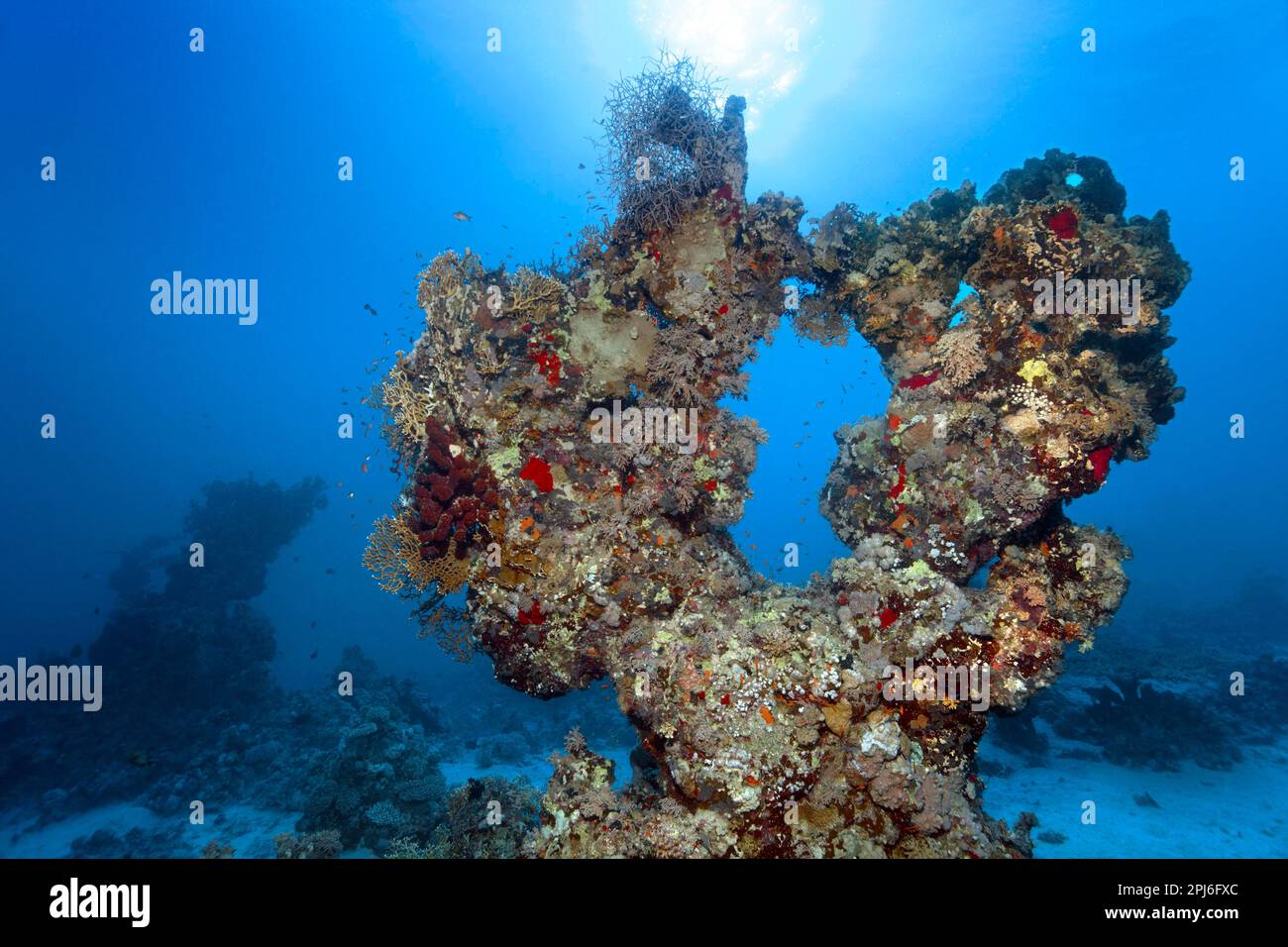 Bizarr, Korallenriff, Hinterleuchteter Korallenturm, Rotes Meer, St. Johns, Marsa Alam, Ägypten Stockfoto