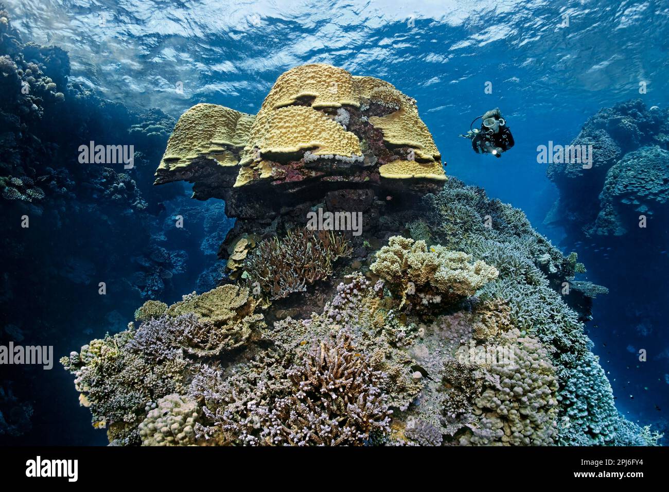 Taucher mit Blick auf Kuppelkorallen (Porites nodifera) im spektakulären, zerklüfteten Korallenriff aus Steinkorallen (Scleractinia) Rotes Meer, St. Johns, Marsa Alam Stockfoto