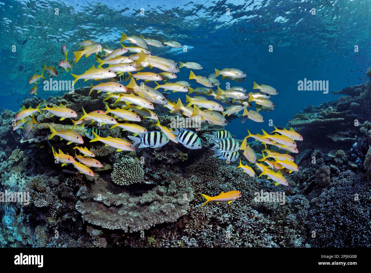 Assoziierte, gemischte Schule von Gelbflossenseefischen (Mulloidichthys vanicolensis), Ehrenbergs Schnapper (Lutjanus ehrenbergii) mit schwarzem Fleck und Stockfoto