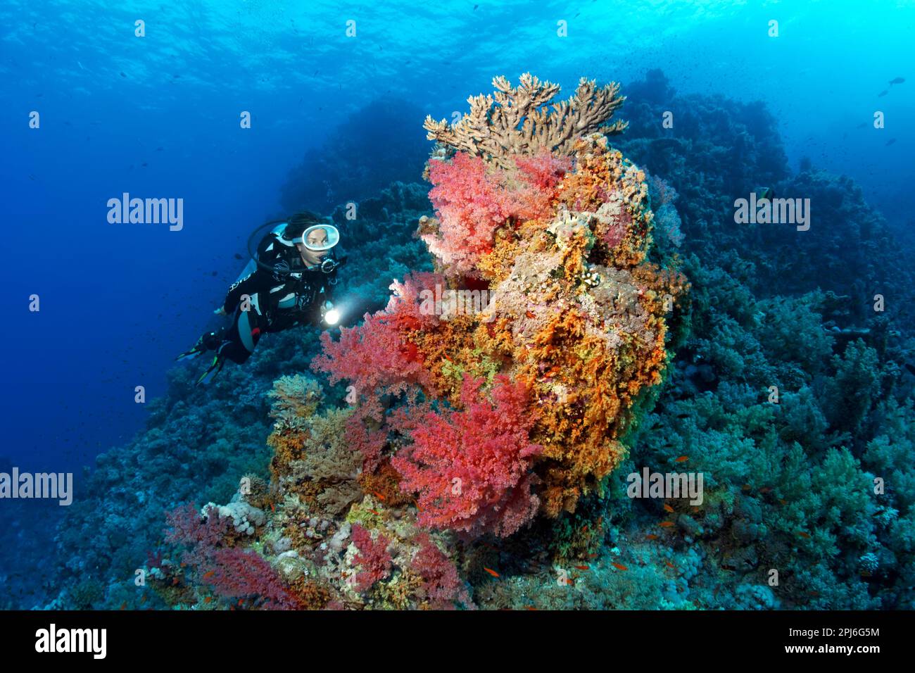 Taucher, der den Korallenblock am Korallenriff betrachtet, typisch, mit vielen verschiedenen Korallen und einer Fischschule, die Schule des Rotmeerbarschs (Pseudanthias taeniatus) Stockfoto