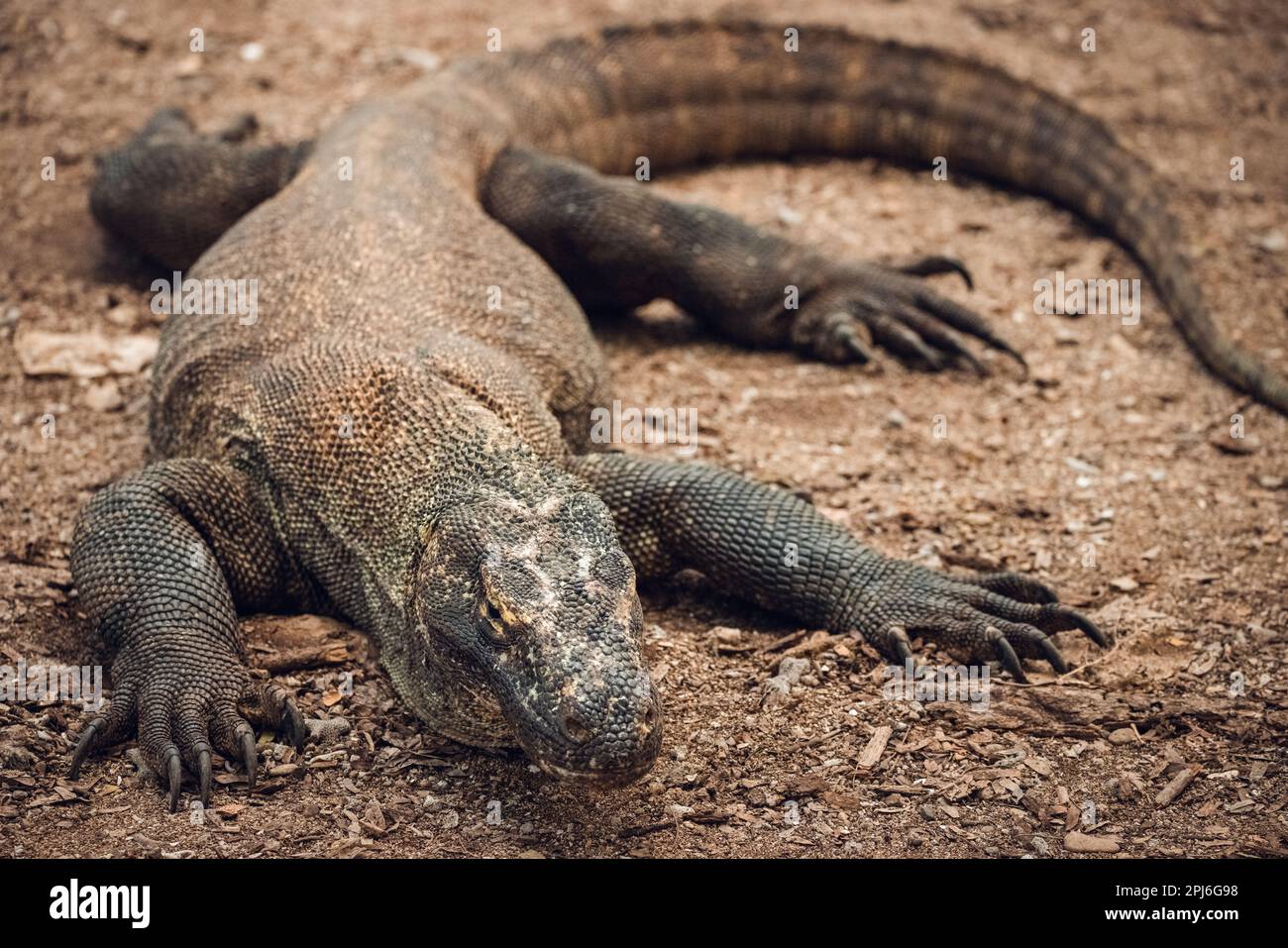 Komodo-Drache im Komodo-Nationalpark auf Komodo-Insel, Ost-Nusa Tenggara, Indonesien Stockfoto