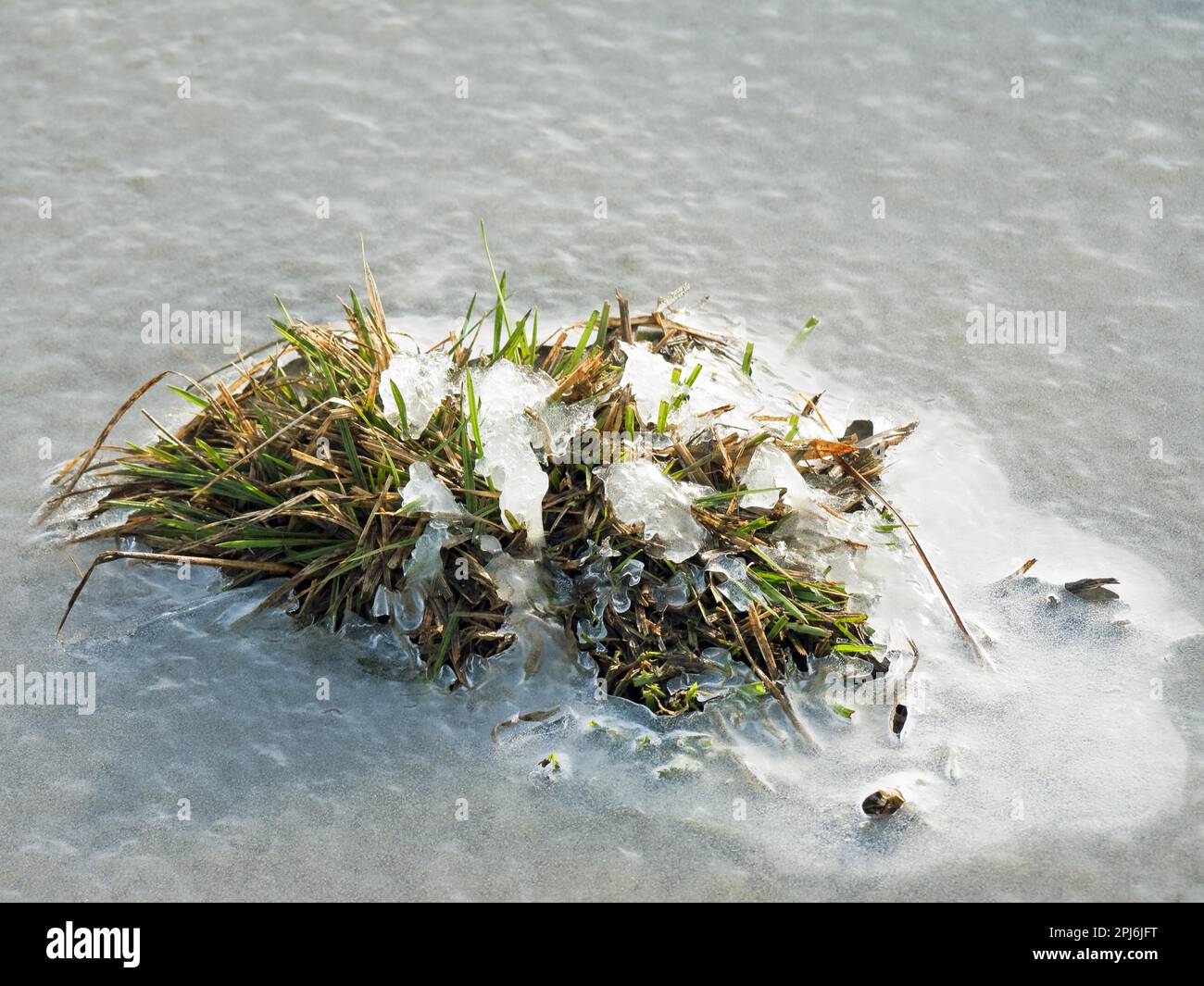 Eis bleibt auf einer Weide Stockfoto