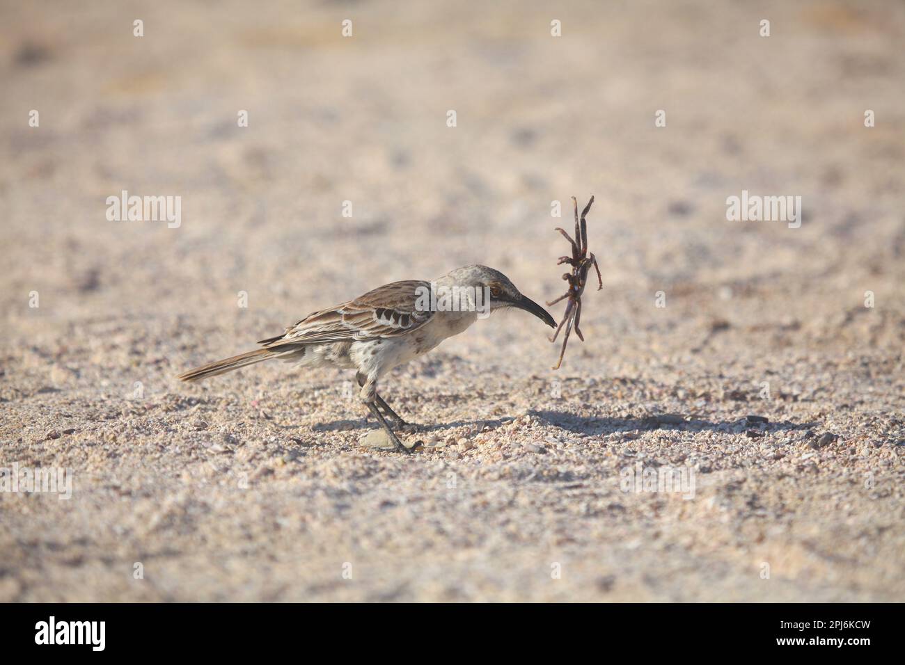 Galapagos Mockingbird fängt eine kleine Krabbe, Galapagos-Inseln, Ecuador Stockfoto
