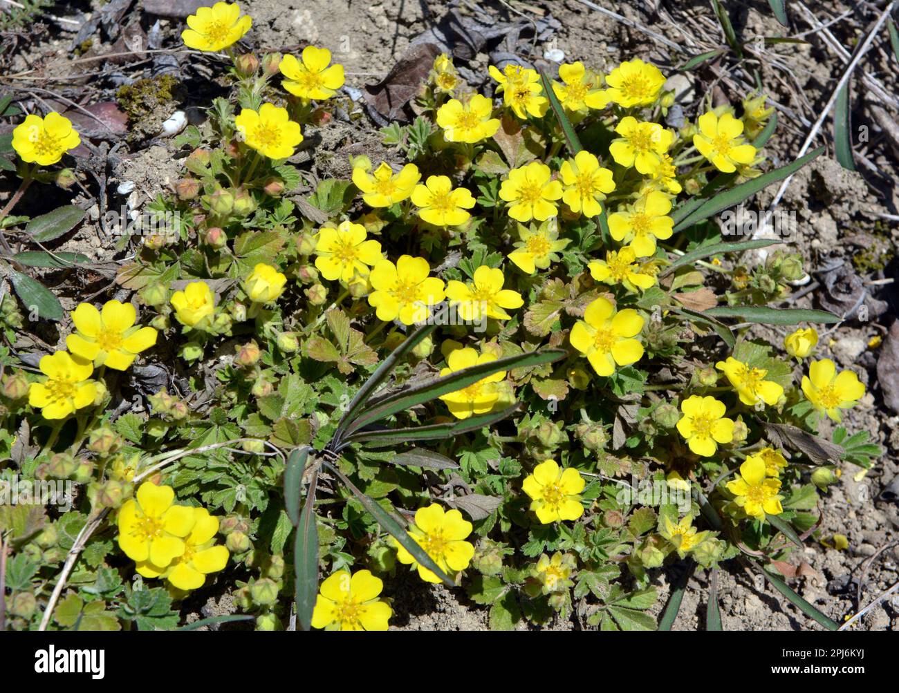 Im Frühling wächst Potentilla in freier Wildbahn Stockfoto Im Frühling wächst Potentilla in freier Wildbahn Stockfoto