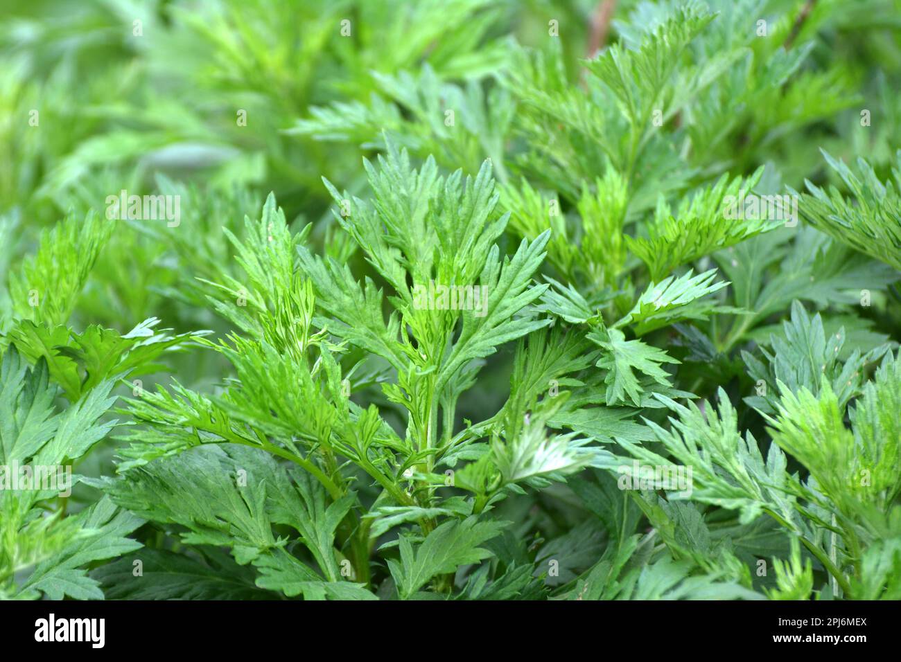 Wermut (Artemisia vulgaris) wächst wild in der Natur Stockfoto